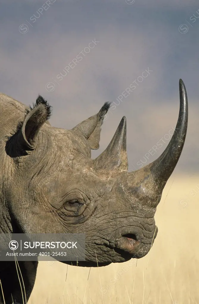 Black Rhinoceros (Diceros bicornis) close up, Africa