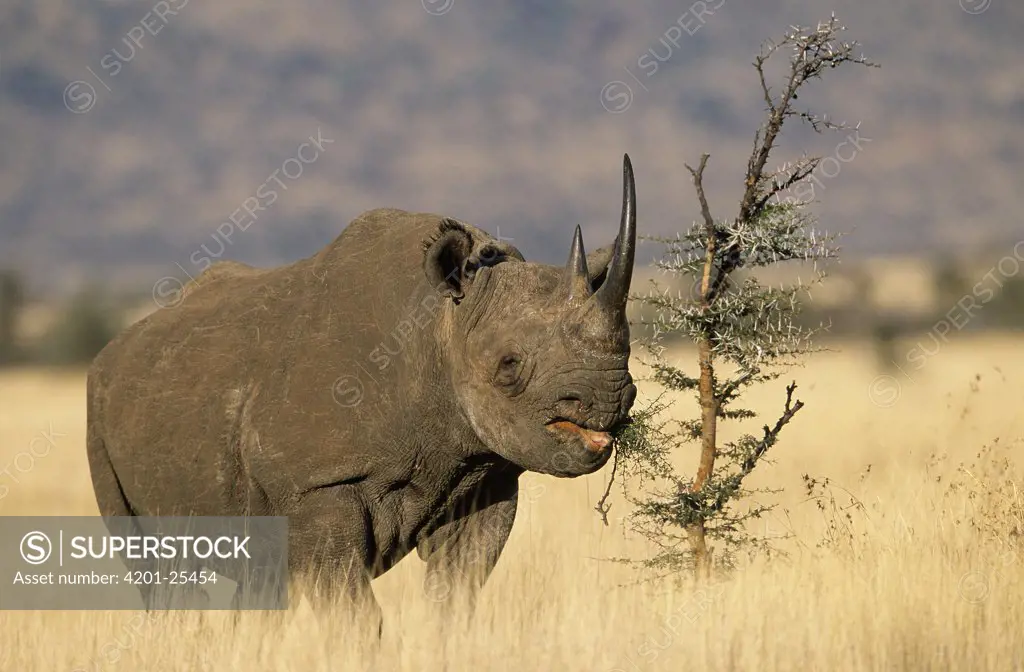 Black Rhinoceros (Diceros bicornis), Africa