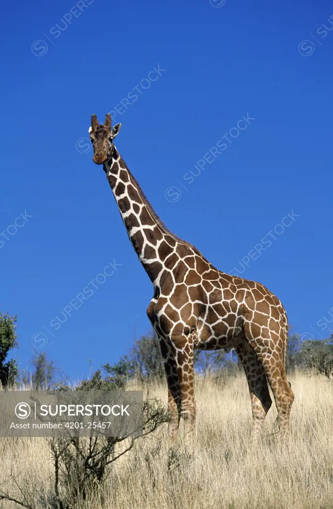 Reticulated Giraffe (Giraffa camelopardalis reticulata) portrait, Africa