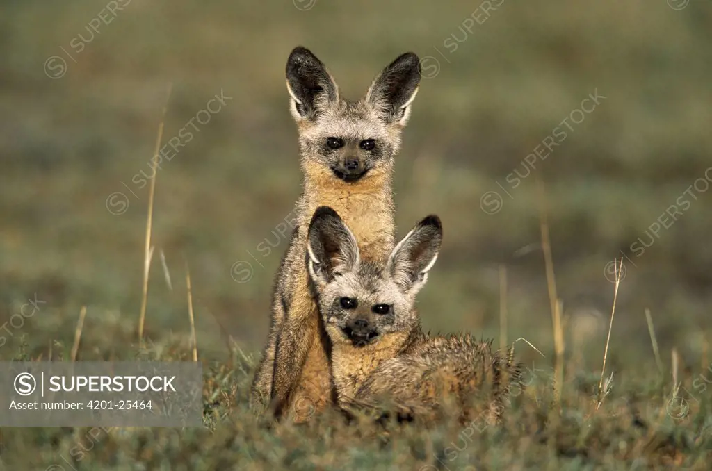 Bat-eared Fox (Otocyon megalotis) pair, Africa