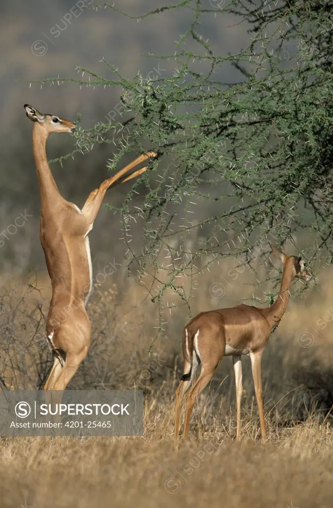 Gerenuk (Litocranius walleri) pair browsing Acacia tree, Africa