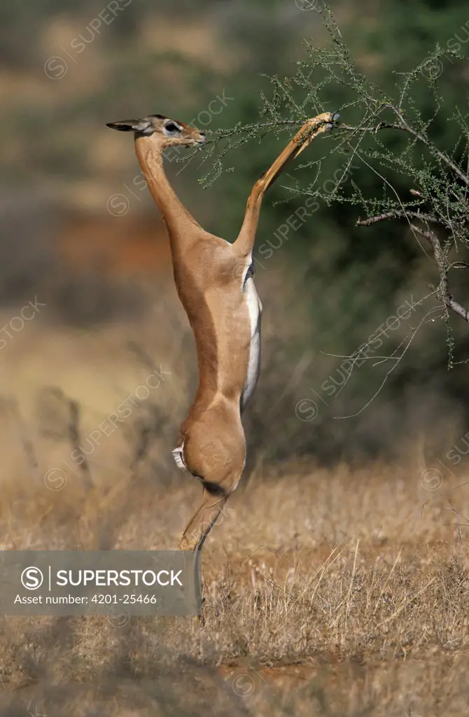 Gerenuk (Litocranius walleri) on hind legs browsing Acacia tree, Africa