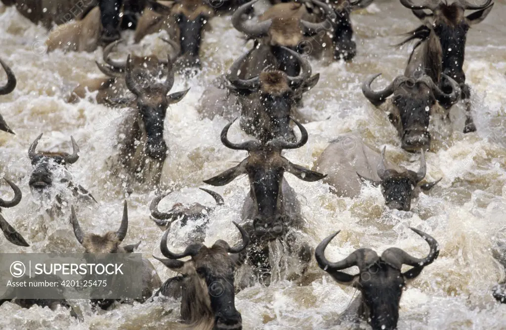 Blue Wildebeest (Connochaetes taurinus) migrating herd crossing river, Africa