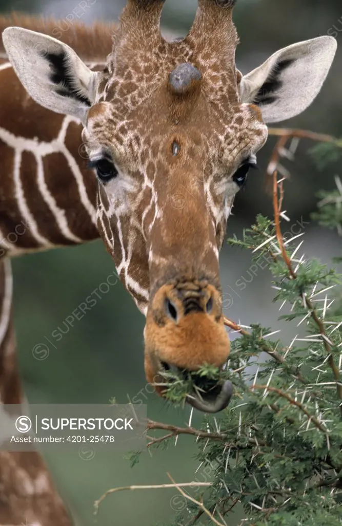 Reticulated Giraffe (Giraffa camelopardalis reticulata) feeding on Acacia tree, Africa