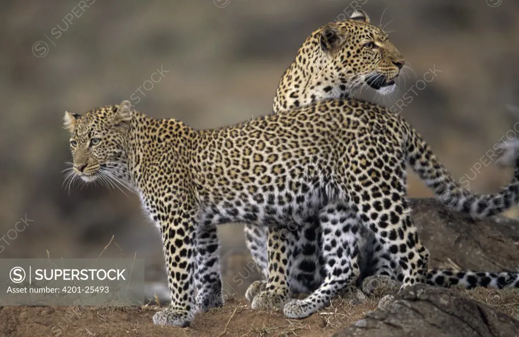 Leopard (Panthera pardus) adult and juvenile, Africa