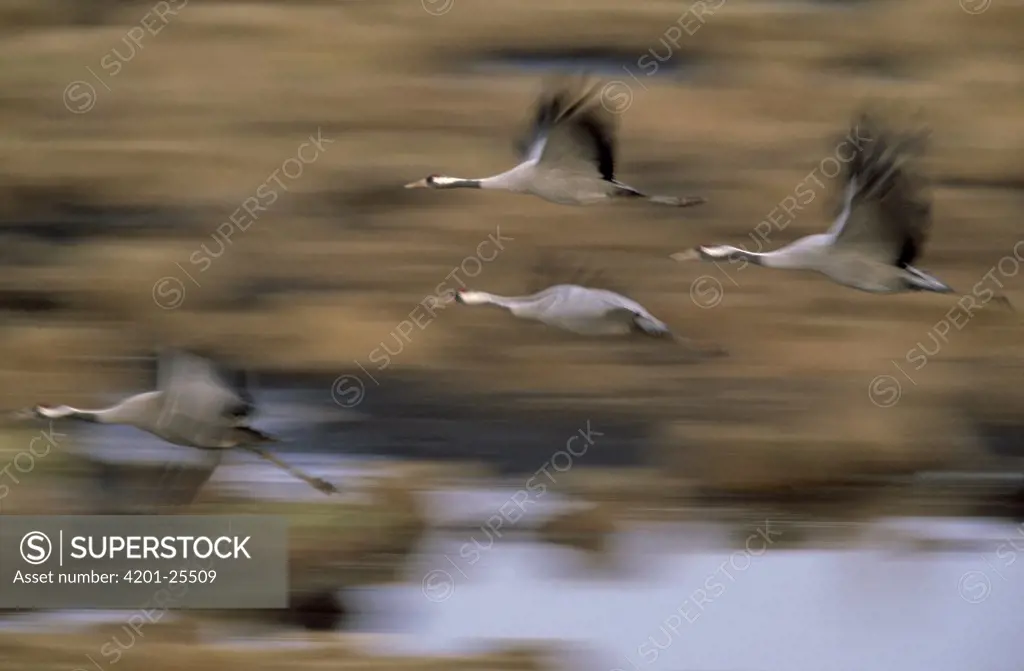 Common Crane (Grus grus) group flying, Europe