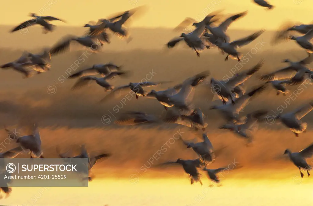 Snow Goose (Chen caerulescens) flock flying at sunset, North America