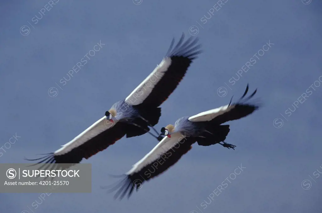 Grey Crowned Crane (Balearica regulorum) pair flying, Africa