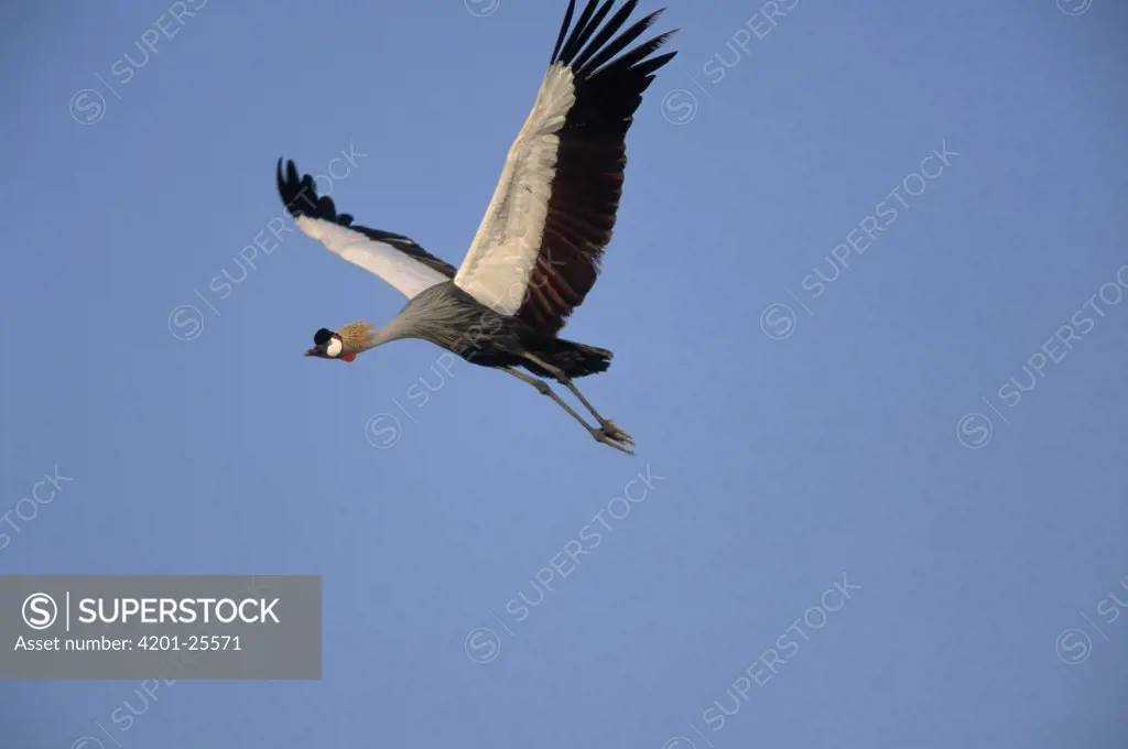 Grey Crowned Crane (Balearica regulorum) flying, Africa