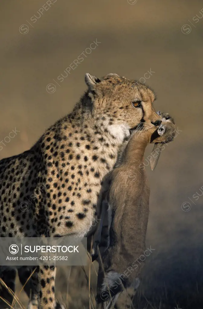 Cheetah (Acinonyx jubatus) carrying Impala (Aepyceros melampus) calf to cubs, Africa