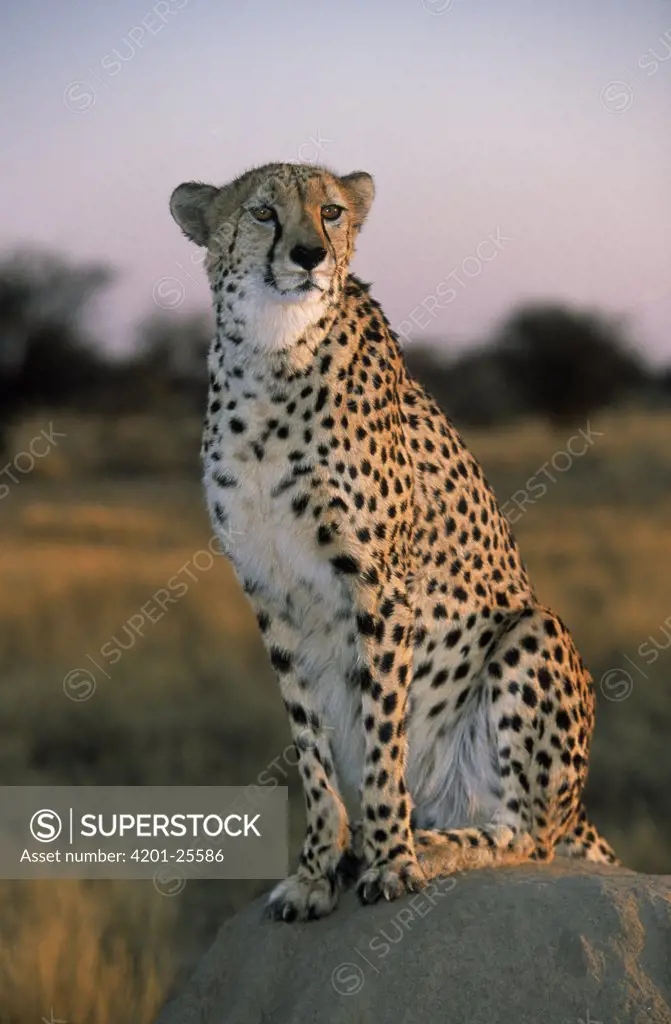 Cheetah (Acinonyx jubatus) sitting on old termite mound as lookout, Africa