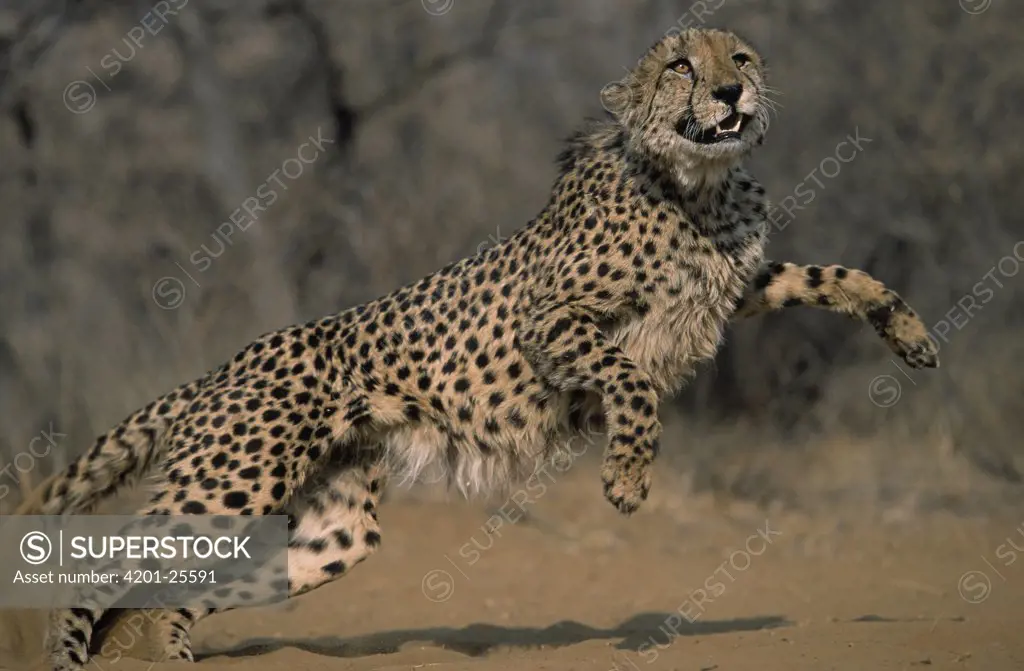 Cheetah (Acinonyx jubatus) jumping, Africa