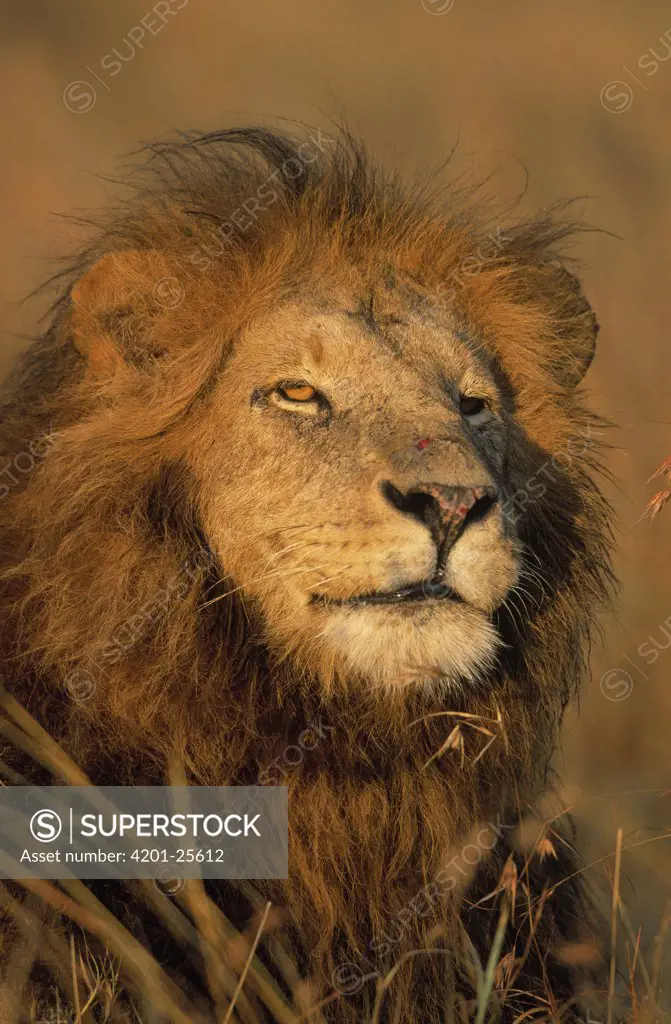 African Lion (Panthera leo) portrait of male, Africa