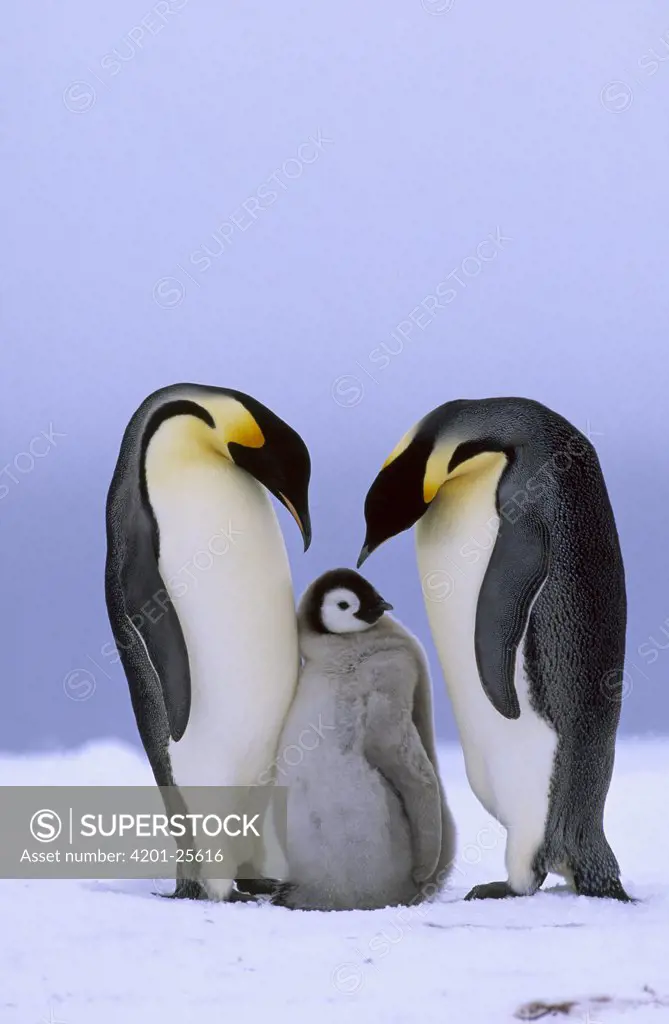 Emperor Penguin (Aptenodytes forsteri) couple with chick, Antarctica