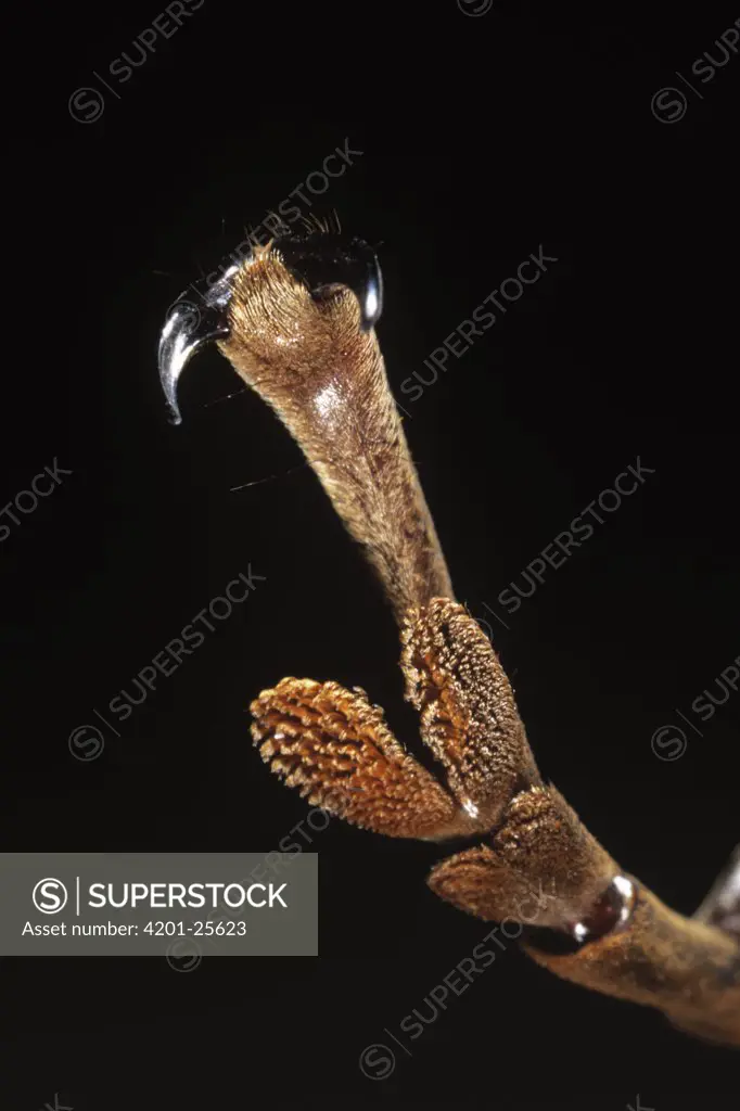 Harlequin Beetle (Acrocinus longimanus) underside detail of leg and foot