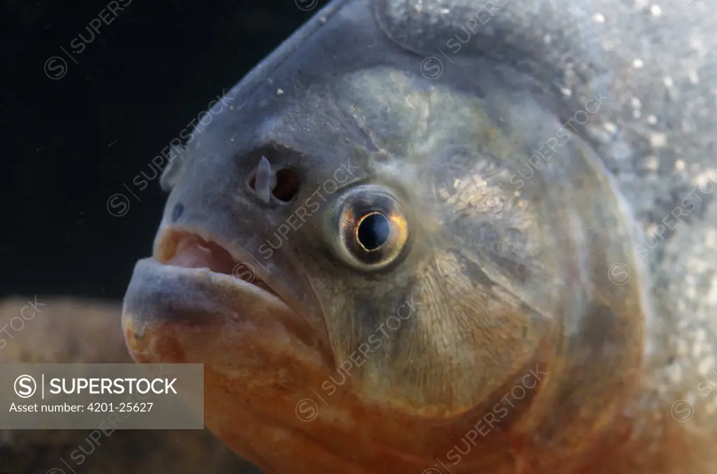 Red-bellied Piranha (Pygocentrus nattereri) close up of face in aquarium