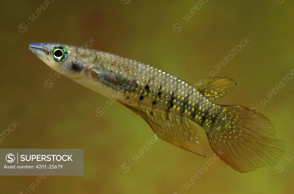 Striped Panchax (Aplocheilus lineatus) freshwater aquarium fish