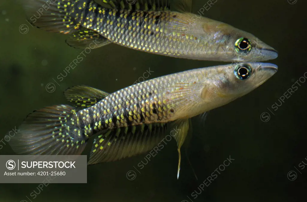 Striped Panchax (Aplocheilus lineatus) freshwater aquarium fish