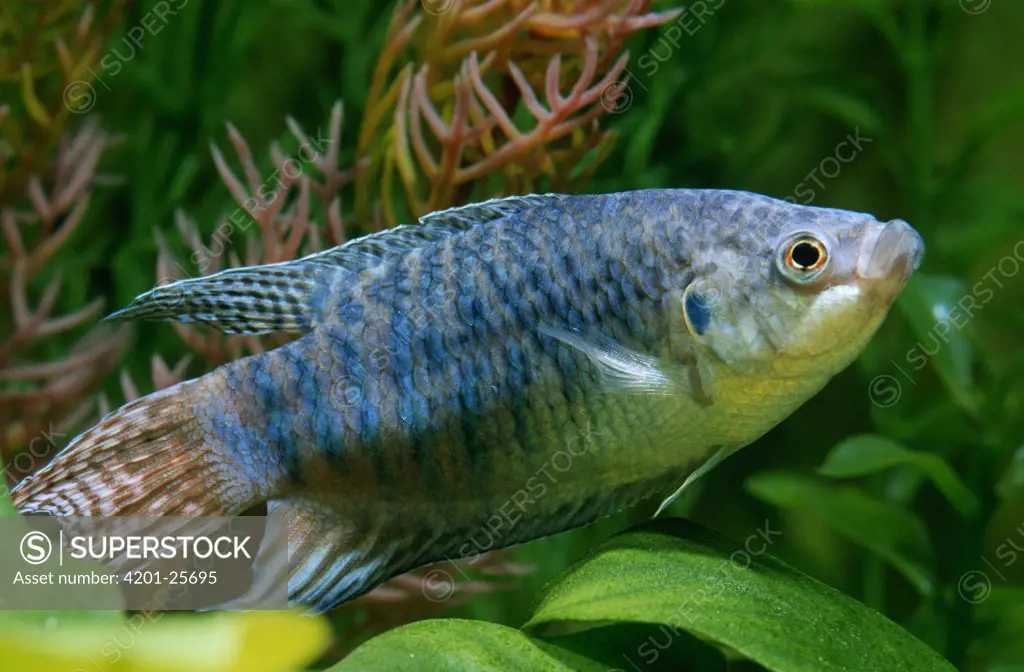 Paradise Fish (Macropodus opercularis) aquarium fish