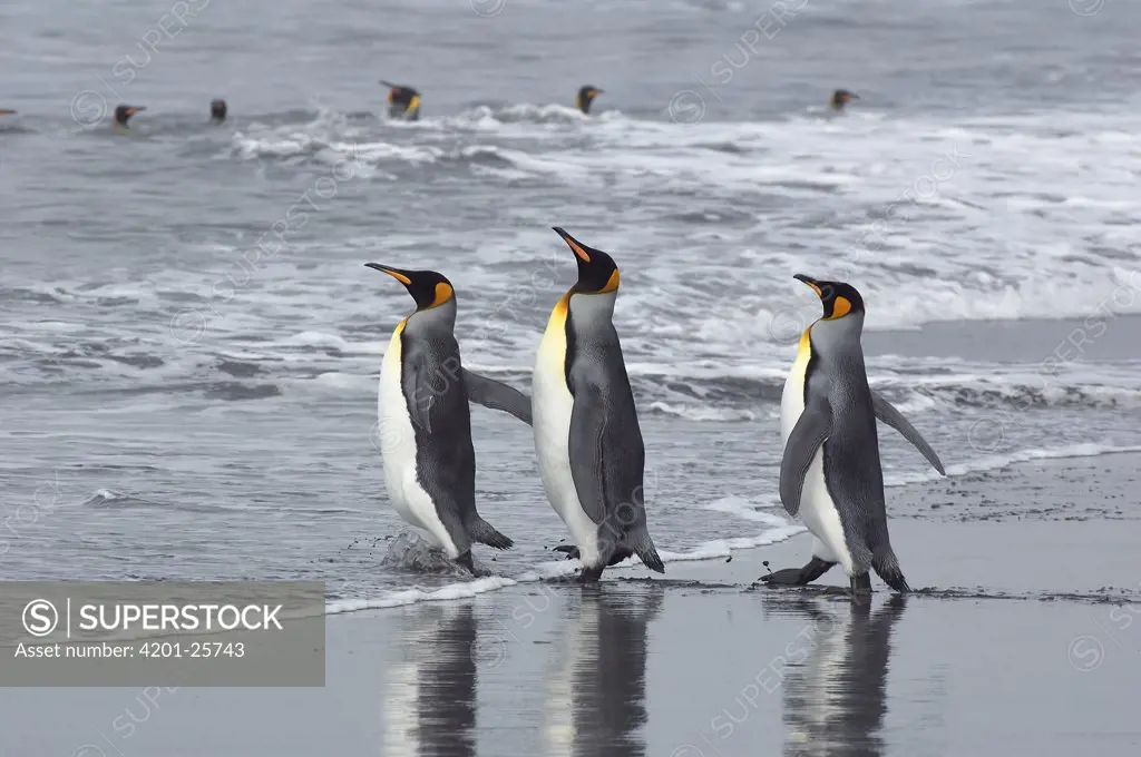 King Penguin (Aptenodytes patagonicus) trio entering water, Gold Harbor, South Georgia, Antarctica
