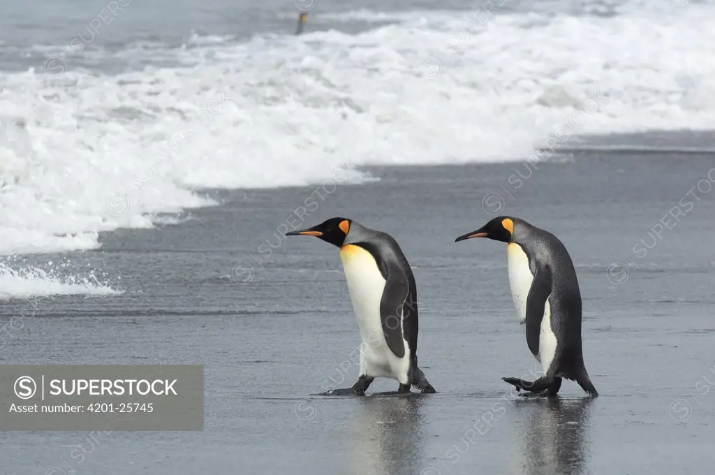 King Penguin (Aptenodytes patagonicus) pair walking on beach, Gold Harbor, South Georgia, Antarctica