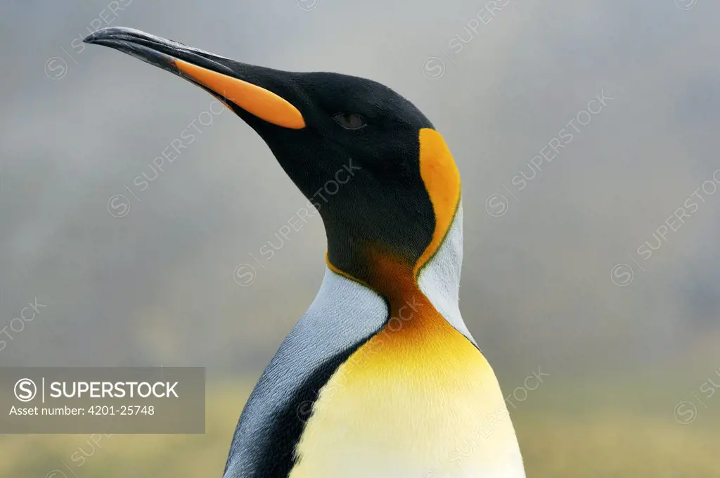 King Penguin (Aptenodytes patagonicus) portrait, Gold Harbor, South Georgia, Antarctica