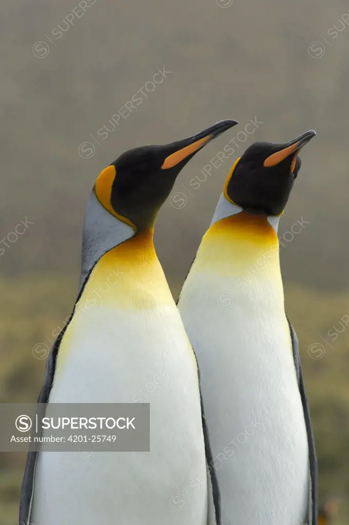 King Penguin (Aptenodytes patagonicus) pair, Gold Harbor, South Georgia, Antarctica