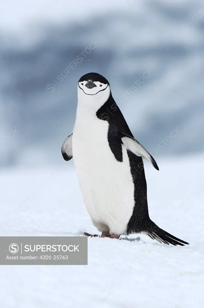 Chinstrap Penguin (Pygoscelis antarctica) on ice, Southern Thule, South Sandwich Islands, Antarctica