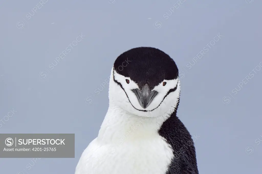 Chinstrap Penguin (Pygoscelis antarctica) portrait, Antarctica