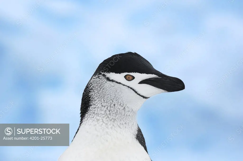 Chinstrap Penguin (Pygoscelis antarctica) portrait, Antarctica