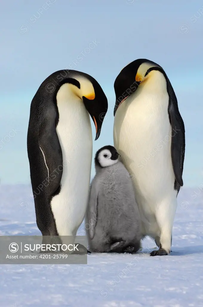 Emperor Penguin (Aptenodytes forsteri) family, Antarctica