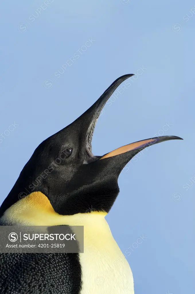 Emperor Penguin (Aptenodytes forsteri) calling, Antarctica