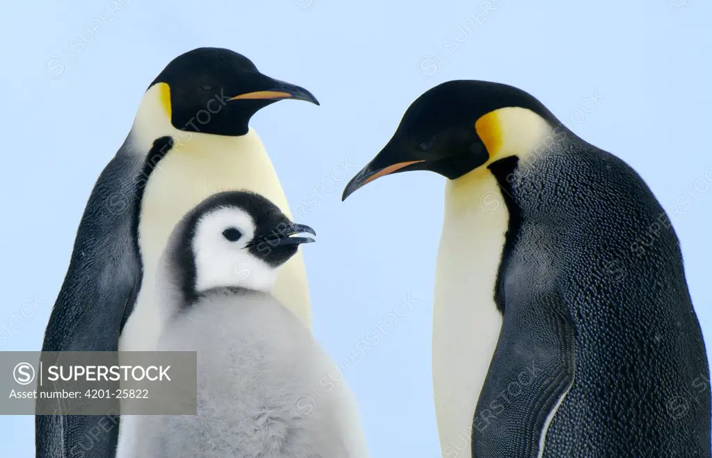 Emperor Penguin (Aptenodytes forsteri) family, Weddell Sea, Antarctica