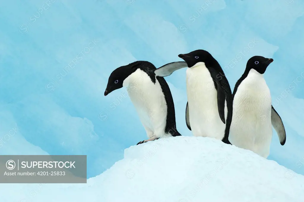 Adelie Penguin (Pygoscelis adeliae) trio on ice, Antarctica