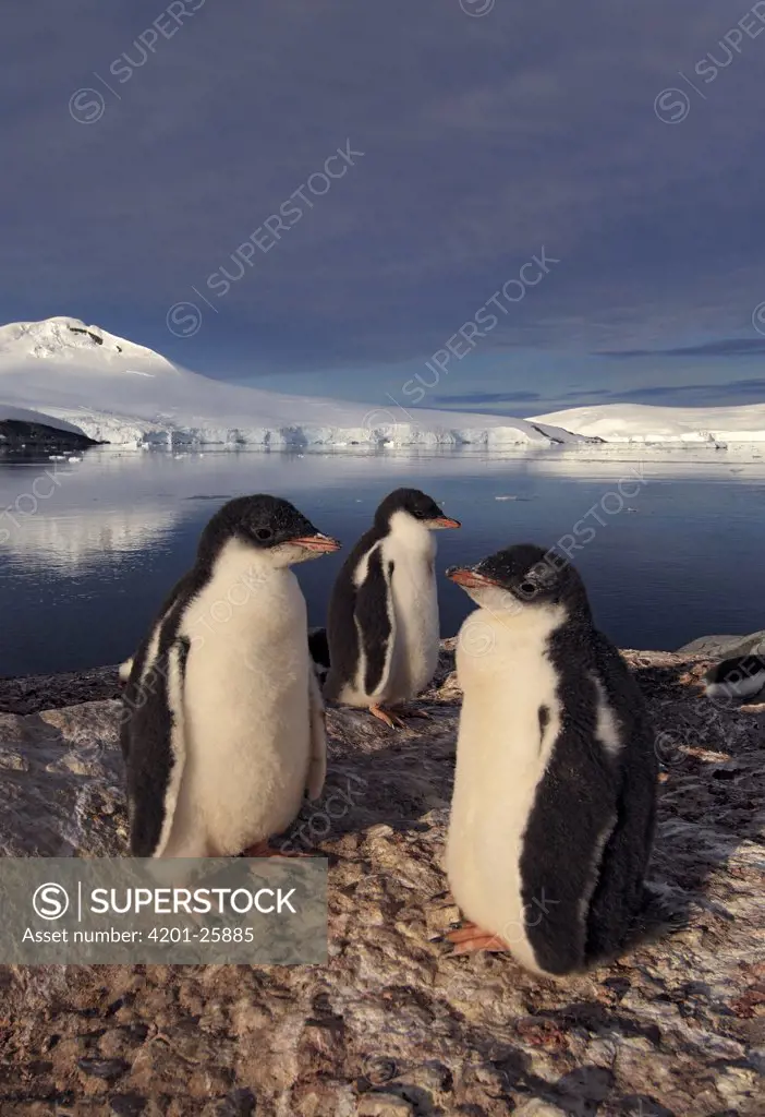 Gentoo Penguin (Pygoscelis papua) chick trio, Port Lockroy, Antarctica