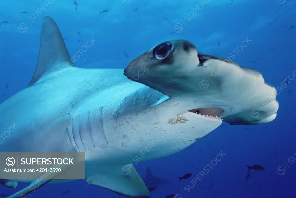 Scalloped Hammerhead Shark (Sphyrna lewini) close-up portrait Galapagos Islands, Ecuador, Ecuador
