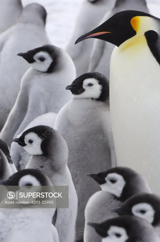 Emperor Penguin (Aptenodytes forsteri) lone adult with group of chicks, Snow Hill Island, Antarctica