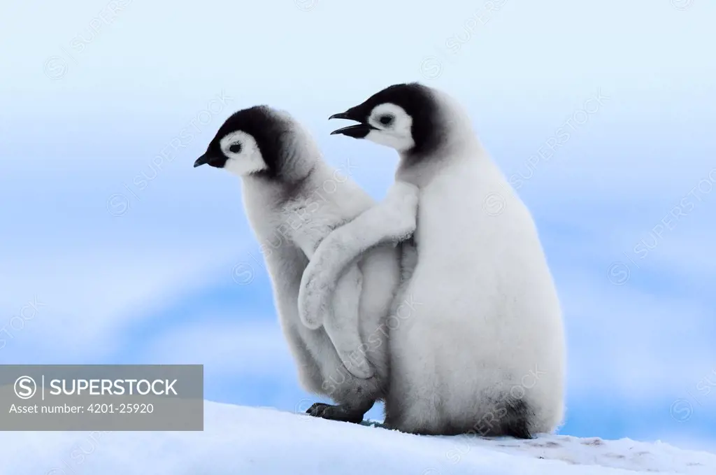 Emperor Penguin (Aptenodytes forsteri) pair, Snow Hill Island, Antarctica