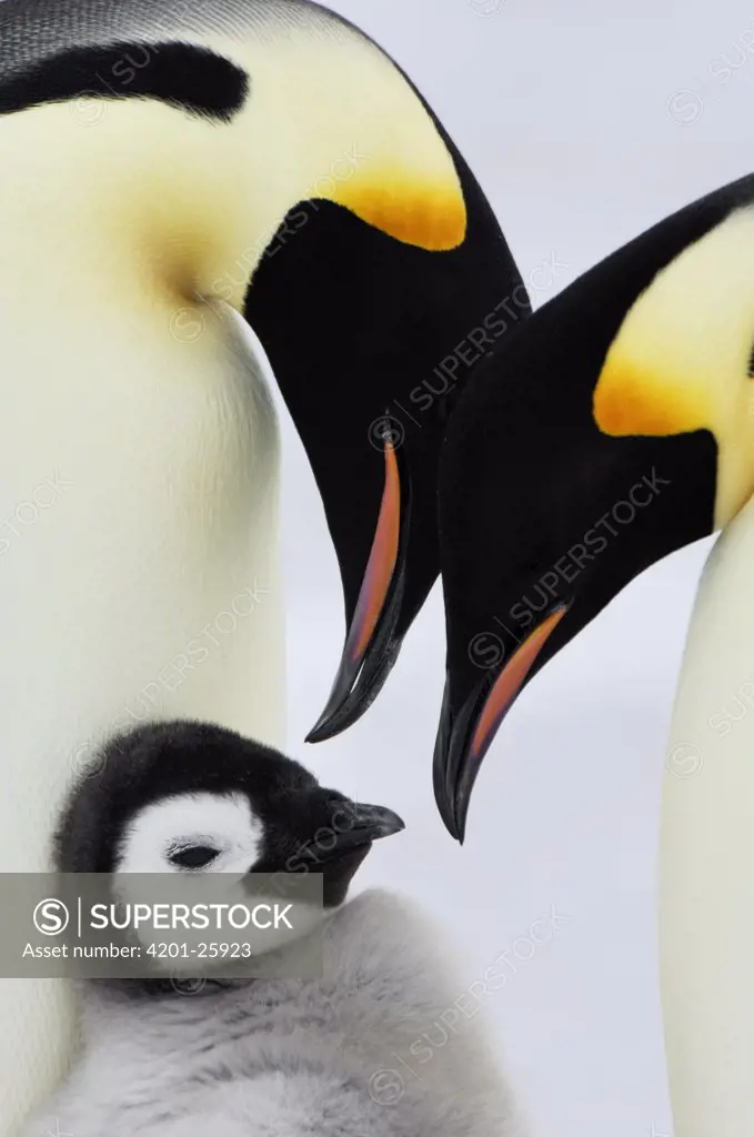 Emperor Penguin (Aptenodytes forsteri) family, Snow Hill Island, Antarctica