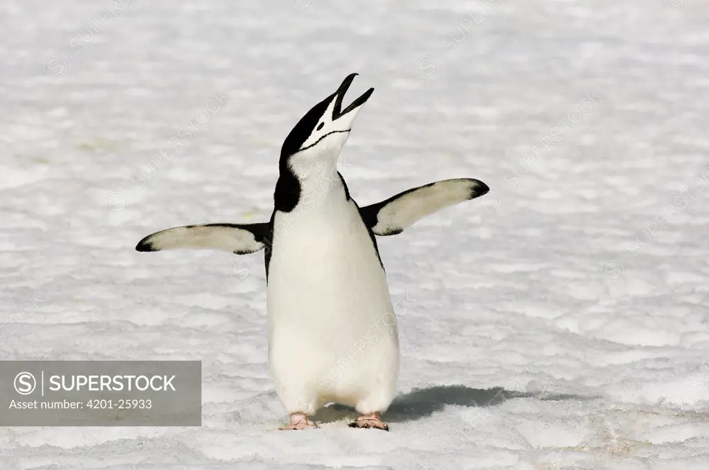 Chinstrap Penguin (Pygoscelis antarctica) calling and spreading wings, Half Moon Island, Antarctica