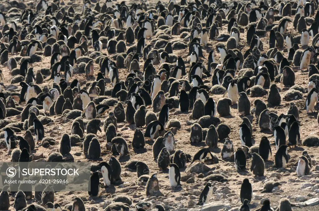 Adelie Penguin (Pygoscelis adeliae) colony, Brown Bluff, Antarctica