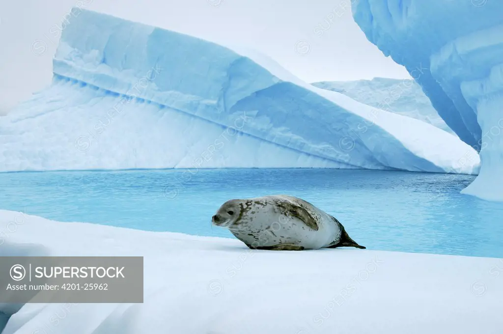 Crabeater Seal (Lobodon carcinophagus) on iceberg, Pleneau Bay, Antarctica