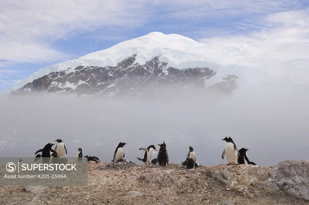 Gentoo Penguin (Pygoscelis papua) group on rocks, Neko Harbor, Antarctica