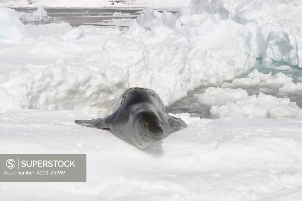 Crabeater Seal (Lobodon carcinophagus) lying on ice floe, Antarctica
