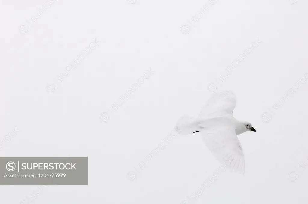 Snowy Sheathbill (Chionis alba) flying, Bransfield Strait, Antarctica