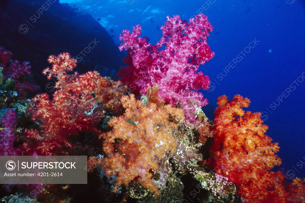 Soft Coral (Alcyonacea) colorful colonies, Fiji