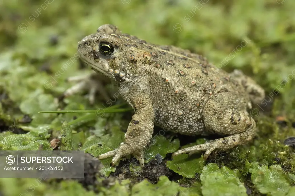 Natterjack Toad (Bufo calamita) subadult, Noordwijkerhout, Netherlands