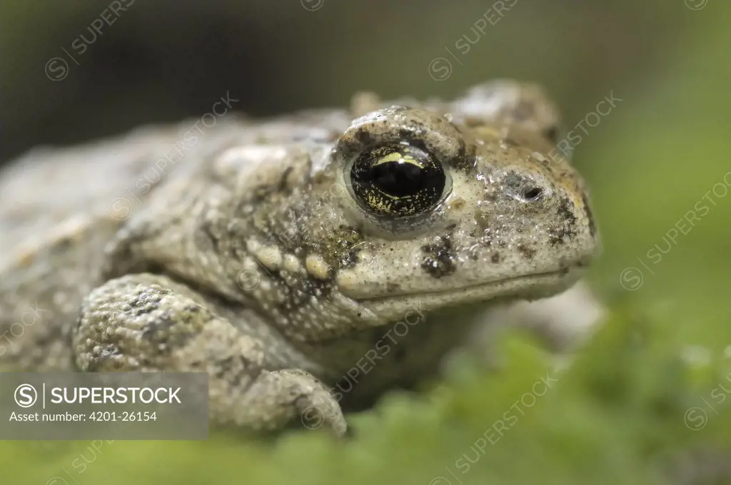 Natterjack Toad (Bufo calamita) subadult, Noordwijkerhout, Netherlands