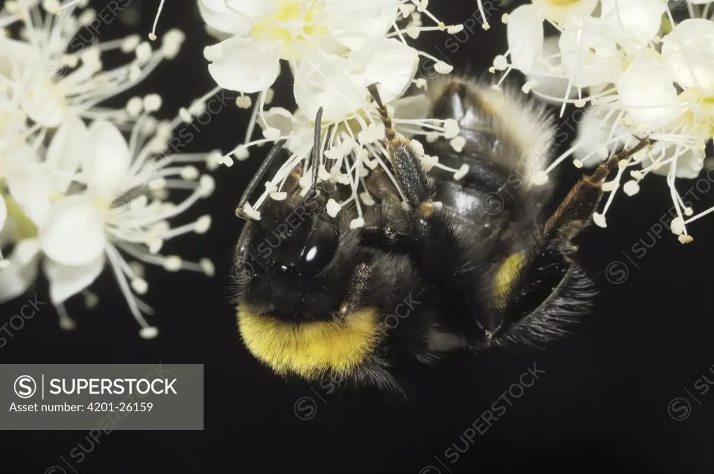 Buff-tailed Bumblebee (Bombus terrestris) worker on flower, Eesveen, Netherlands