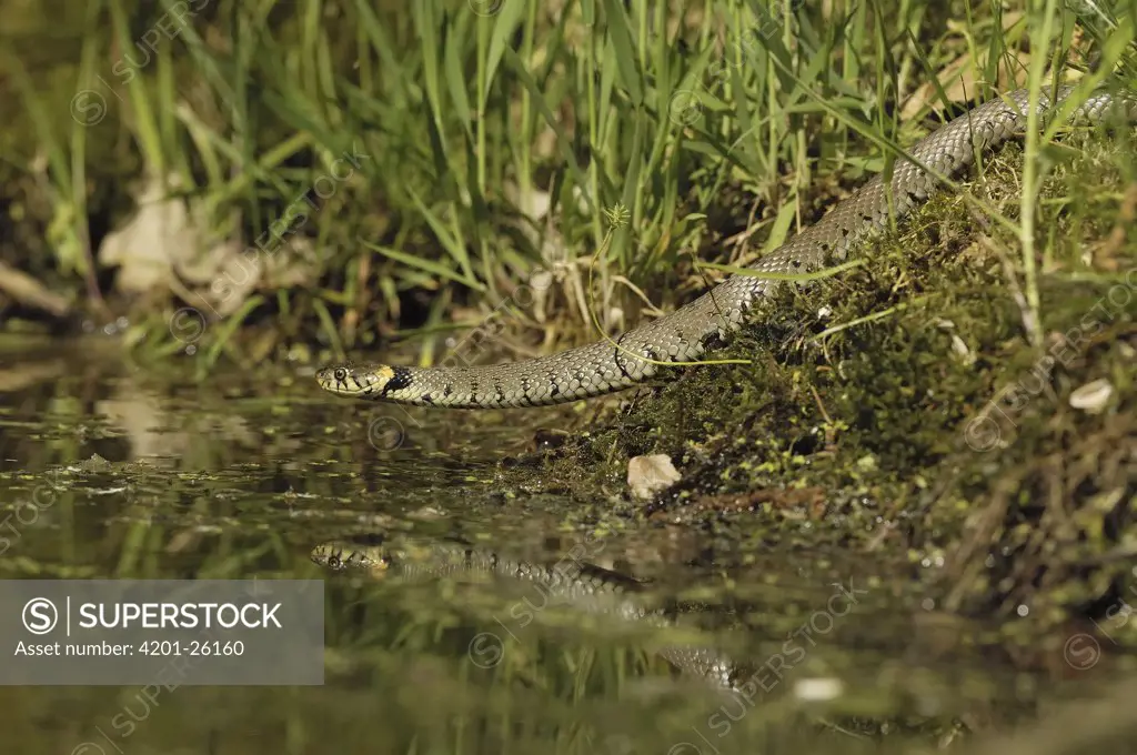 Grass Snake (Natrix natrix) at water's edge, Eesveen, Netherlands